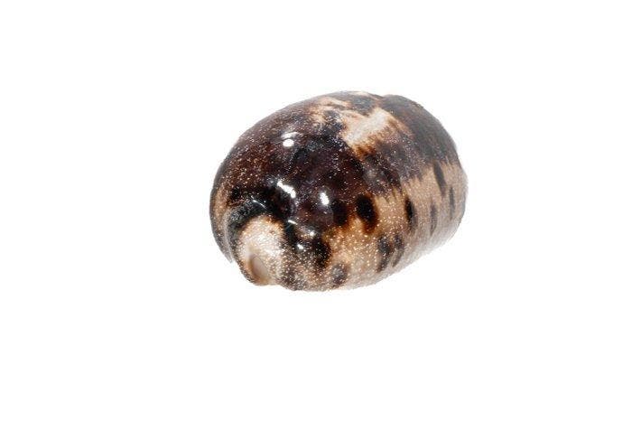 Grote schildpadkauri (Cypraea testudinaria) – Makelloses, Collections, Collections Animaux