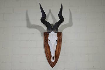 Hartebeest skull Schedel - Alcelaphus buselaphus - 35 cm -, Antiek en Kunst
