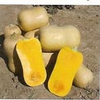 Sunset Butternut Pompoen zaden, Nieuw