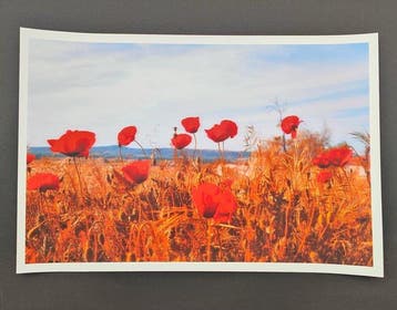Viet Ha Tran - Poppies from last summer