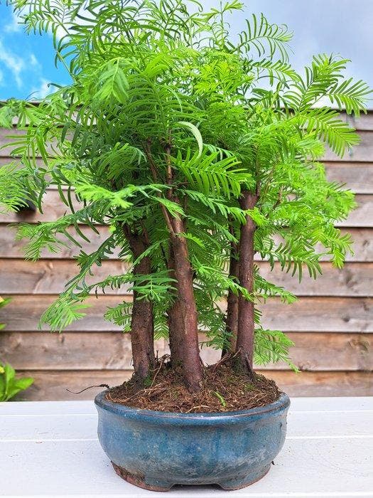 metasequoia bos in bonsaischaal - Hoogte (boom): 33 cm -, Antiek en Kunst, Curiosa en Brocante