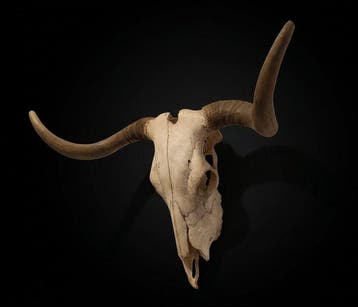 Taureau de combat espagnol Crâne avec bois de cerf - Bos