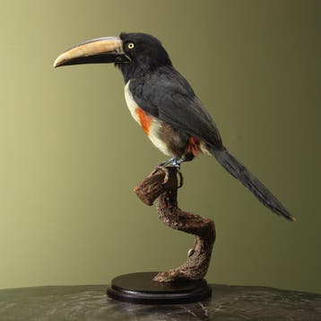 Arassari Taxidermie Opgezette Dieren By Max, Ophalen of Verzenden, Opgezet dier