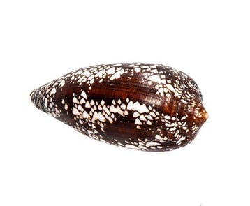 Conus aulicus | Uniek patroon & monstergrootte - Perfecte, Nieuw