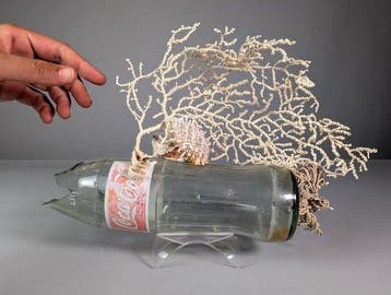 Mariene koloniale CocaCola glazen fles met witte gorgonie,, Nieuw