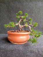 Den bonsai (Pinus) - Hoogte (boom): 13 cm - Diepte (boom):