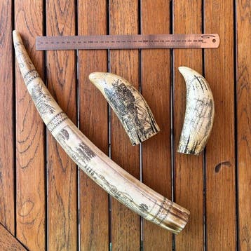 Scrimshaw Tand - Scrimshaw réplique - 47 cm - 5 cm - 6 cm -, Verzamelen, Nieuw