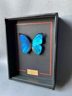 Vlinder Taxidermie volledige montage - Morpho didius - 26 cm, Verzamelen, Nieuw