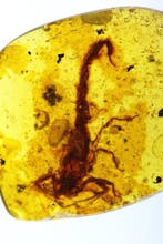 RARE Prehistorische Schorpioen Birmaanse Barnsteen -