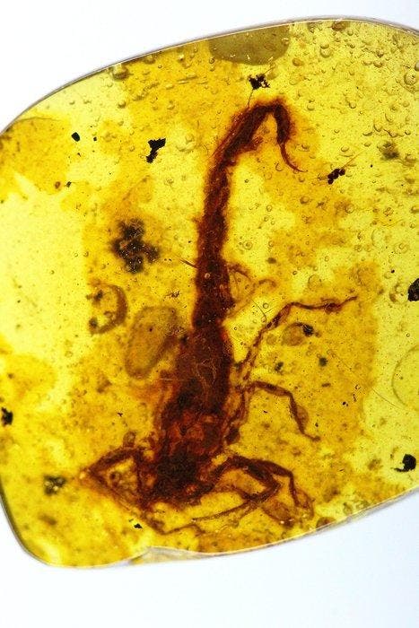 RARE Prehistorische Schorpioen Birmaanse Barnsteen -, Verzamelen, Mineralen en Fossielen