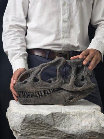 Allosaurus-schedelreplica – Gedetailleerd
