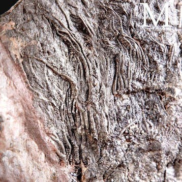 Crinoïde fossiel specimen op plaat - Scyphocrinites Elegans