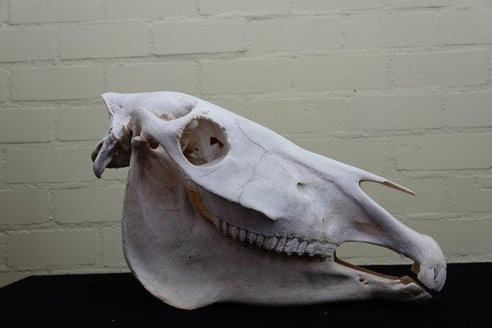 Steppezebra Schedel - Equus quagga - 0 cm - 46 cm - 0 cm-, Verzamelen, Dierenverzamelingen