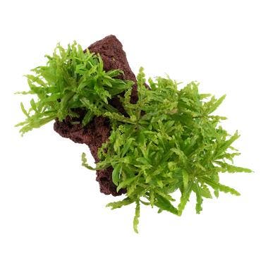 Pogostemon helferi op Lavasteen, Animaux & Accessoires, Poissons | Aquariums & Accessoires, Envoi