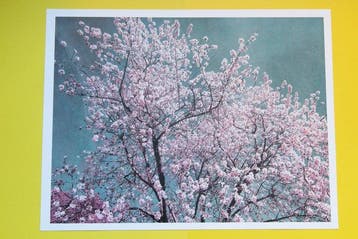Viet Ha Tran - Spring is in the air II