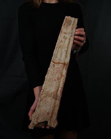 Onchopristis numidus - Fossiel skelet - Enorme tribuna