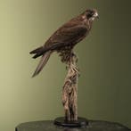 Hybride Valk Taxidermie Opgezette Dieren By Max, Ophalen of Verzenden, Opgezet dier