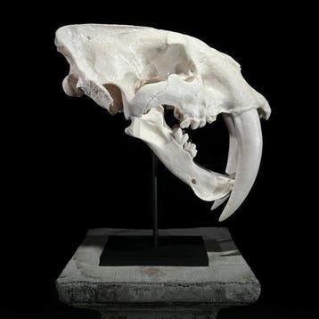 GEEN MINIMUMPRIJS - Replica van de tandschedel van de