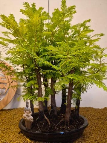 Kustmammoetboom bonsai (Sequoia) - Hoogte (boom): 47 cm -