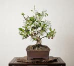 Bonsaï de pomme (Malus) - Hauteur (arbre) : 38 cm -
