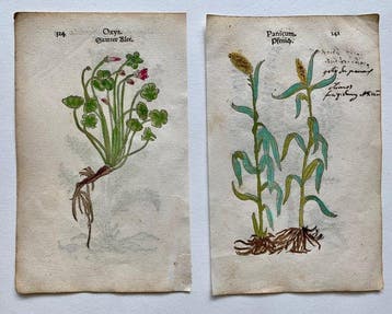 Leonhart Fuchs - Primi de stirpium historia commentariorum, Antiek en Kunst