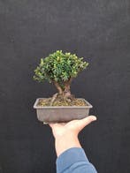 Conifeer bonsai (Taxus) - Hoogte (boom): 22 cm - Diepte