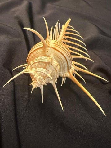 Conque Coquillage marin - Murex Trochelli (Sans prix de