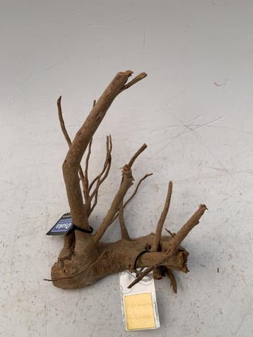 Spiderwood Selected SW9 - 30x36x23cm (Spider wood), Ophalen of Verzenden, Nieuw, Plant(en), Steen of Hout