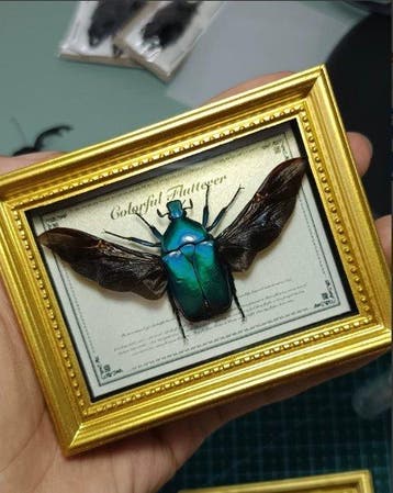 Insekt Taxidermie volledige montage - Rhomborrhina diffusa, Collections