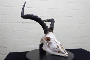 Impala d’Afrique de grande taille Crâne - Aepyceros melampus