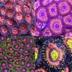 Zoanthus Pack (Roze / Oranje kleuren), Animaux & Accessoires, Animaux Autre