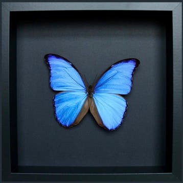 Vlinder Taxidermie volledige montage - Morpho didius - 25 cm