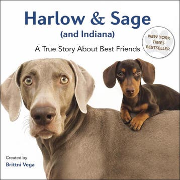Harlow & Sage (And Indiana) 9780399172878 Brittni Vega, Verzenden, Gelezen, Brittni Vega