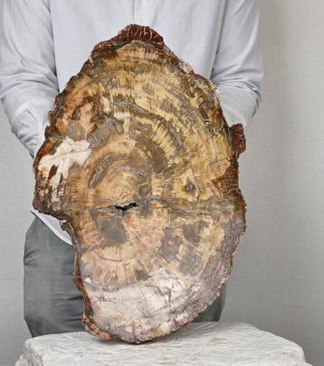 Fossiel hout - Gefossiliseerd hout - 53 cm - 33 cm