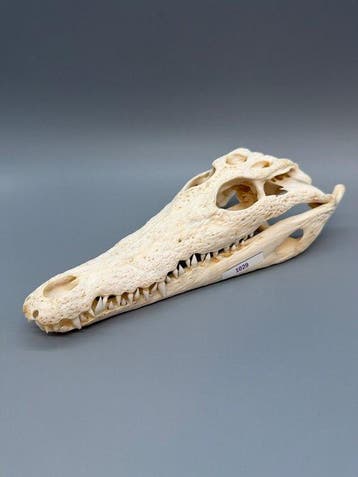 Nijlkrokodil Schedel - Crocodylus niloticus - 6 cm - 10 cm -, Nieuw