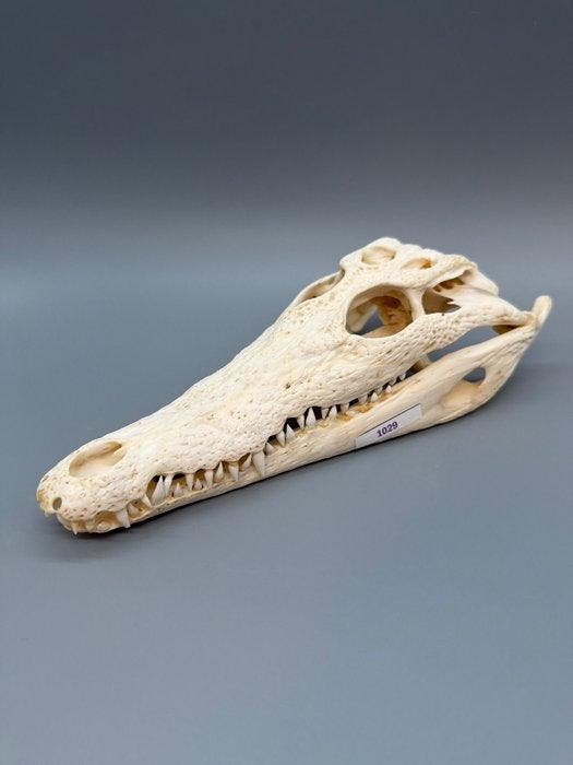 Nijlkrokodil Schedel - Crocodylus niloticus - 6 cm - 10 cm -, Verzamelen, Dierenverzamelingen
