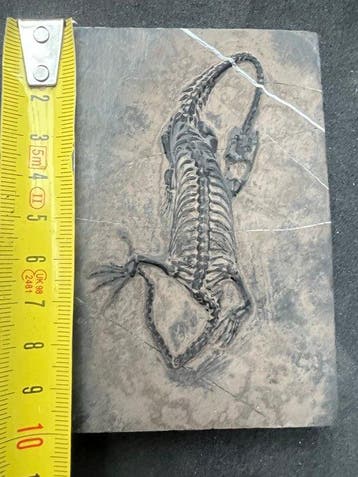 Reptile marin - Animal fossilisé - Fossile de Keichousaurus