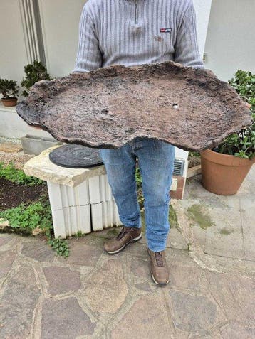 Dalle pour forêt de bonsaïs - Hauteur (arbre) : 85 cm -
