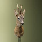 Reebok Zomervacht Taxidermie Opgezette Dieren By Max, Ophalen of Verzenden, Opgezet dier
