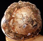 Versteend houtplaat - Gefossiliseerd hout - Araucaria - 35.5