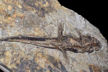 Fossiele matrix - Jeholotriton paradoxus - 37 cm - 26 cm, Verzamelen