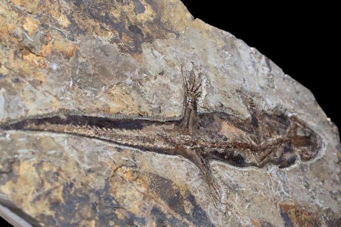 Fossiele matrix - Jeholotriton paradoxus - 37 cm - 26 cm, Verzamelen, Mineralen en Fossielen