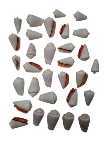 Valaipoo Wit Schelpen 500 gram, Nieuw
