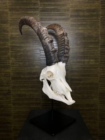Siberische Ibex Schedel Taxidermie Opgezette Dieren By Max, Ophalen of Verzenden, Nieuw, Wild dier, Opgezet dier