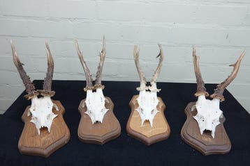 XL Roebuck Schedel - Capreolus capreolus - 0 cm - 0 cm - 0, Verzamelen, Nieuw