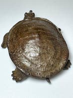 Suppon - Sculpture Bronze - Japon (Sans prix de réserve)