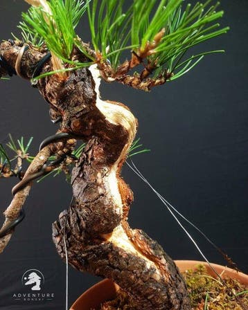 Den bonsai (Pinus) - Hoogte (boom): 35 cm - Diepte (boom):