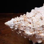Grote kikker-slak - Waardevolle zeeschelp - Zeeschelp -, Verzamelen, Mineralen en Fossielen