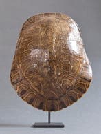 Tortue de rivière Carapace - Trachemys scripta elegans - 18