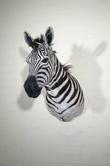Zebra Head Support mural pour taxidermie - Equus quagga-----, Nieuw